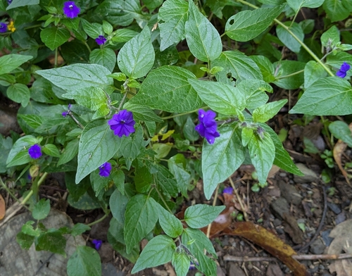 Brovalia Azul de Vaso