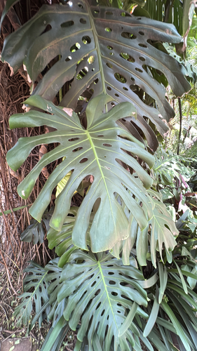 Costela-de-Adão (Monstera Deliciosa)