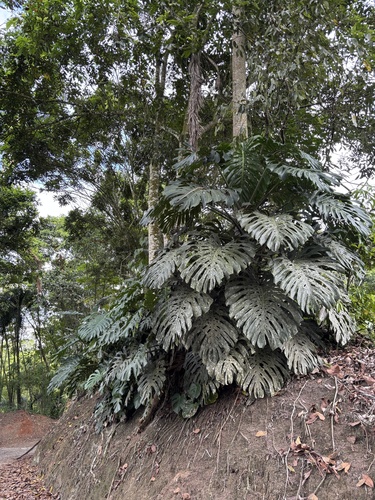 Costela-de-Adão (Monstera Deliciosa)