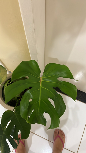 Costela-de-Adão (Monstera Deliciosa)