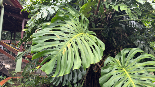 Costela-de-Adão (Monstera Deliciosa)