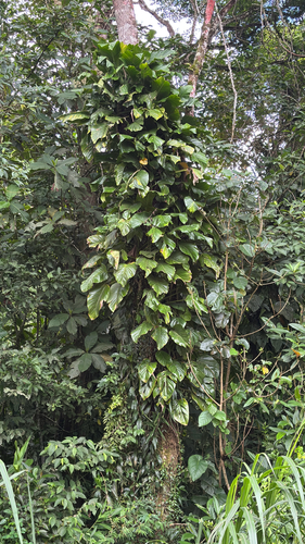 Cobra Monstera Variegada