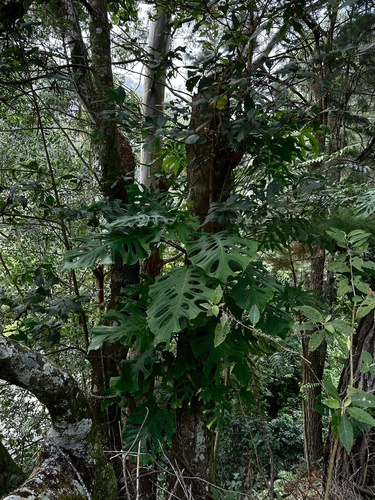 Cobra Monstera Variegada