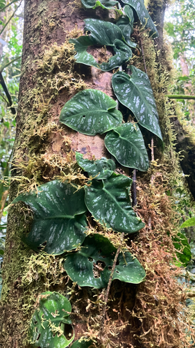 Monstera Prateada (Siltepecana)
