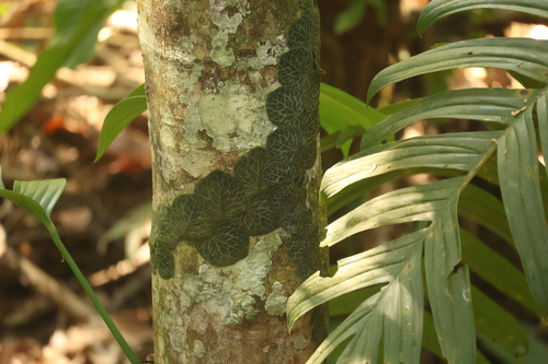 Rhaphidophora Shingle Plant