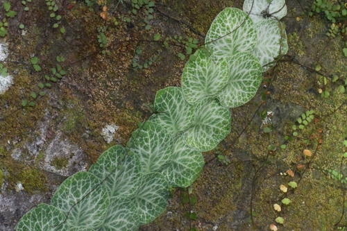 Rhaphidophora Shingle Plant
