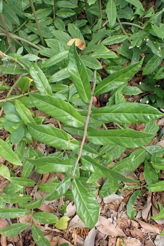 Zamioculca Clássica (ZZ Plant)