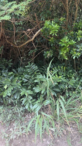 Zamioculca Preta (ZZ Raven)