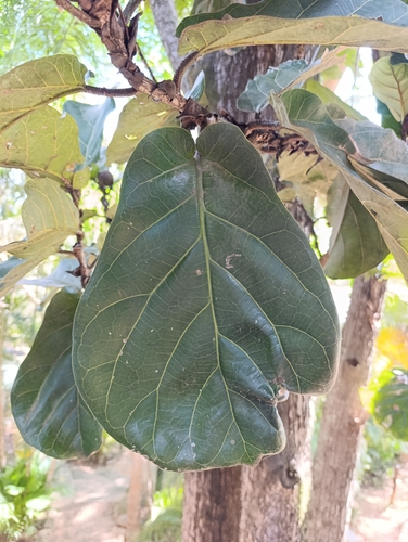 Ficus Lira (Fiddle Leaf Fig)
