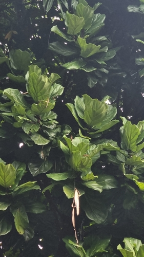 Ficus Lira (Fiddle Leaf Fig)
