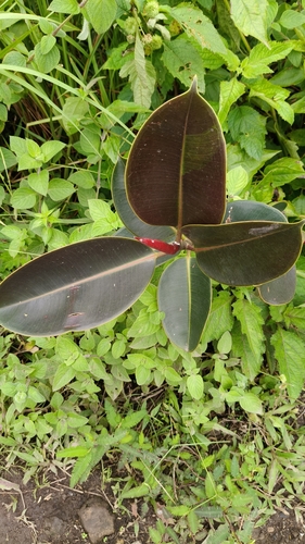Falsa Seringueira (Ficus Elastica Verde)