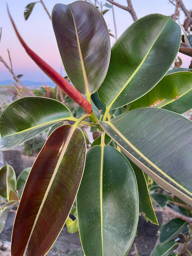 Falsa Seringueira (Ficus Elastica Verde)
