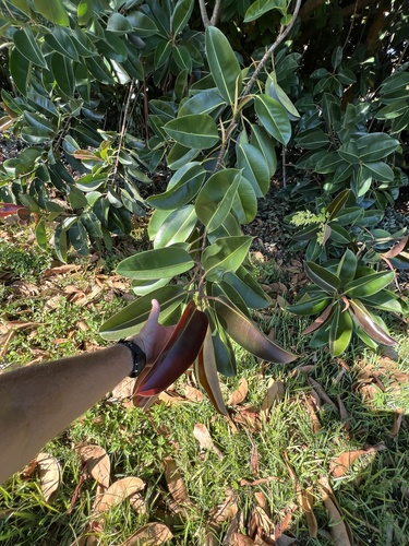 Falsa Seringueira (Ficus Elastica Verde)