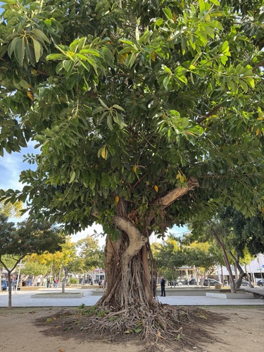 Falsa Seringueira (Ficus Elastica Verde)