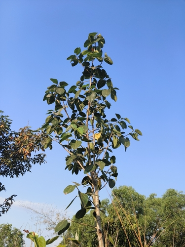 Ficus Audrey de Interior