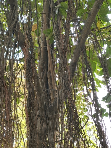 Ficus Audrey de Interior