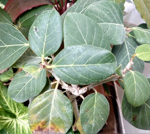 Ficus Audrey de Interior
