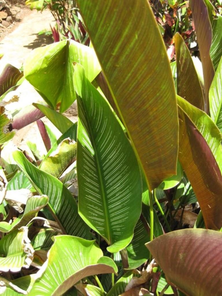 Maranta Risca de Giz (Ornata)