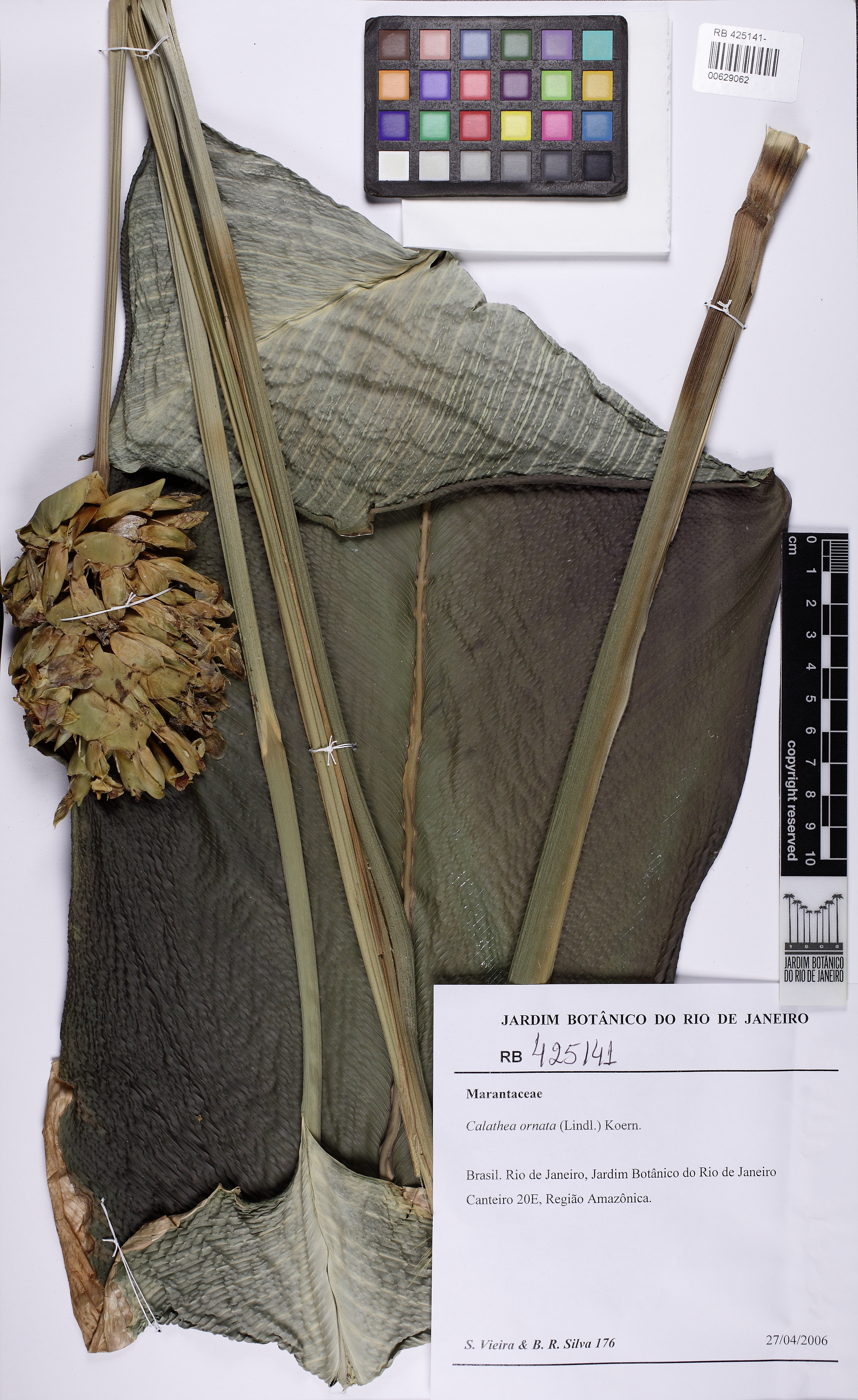 Maranta Risca de Giz (Ornata)