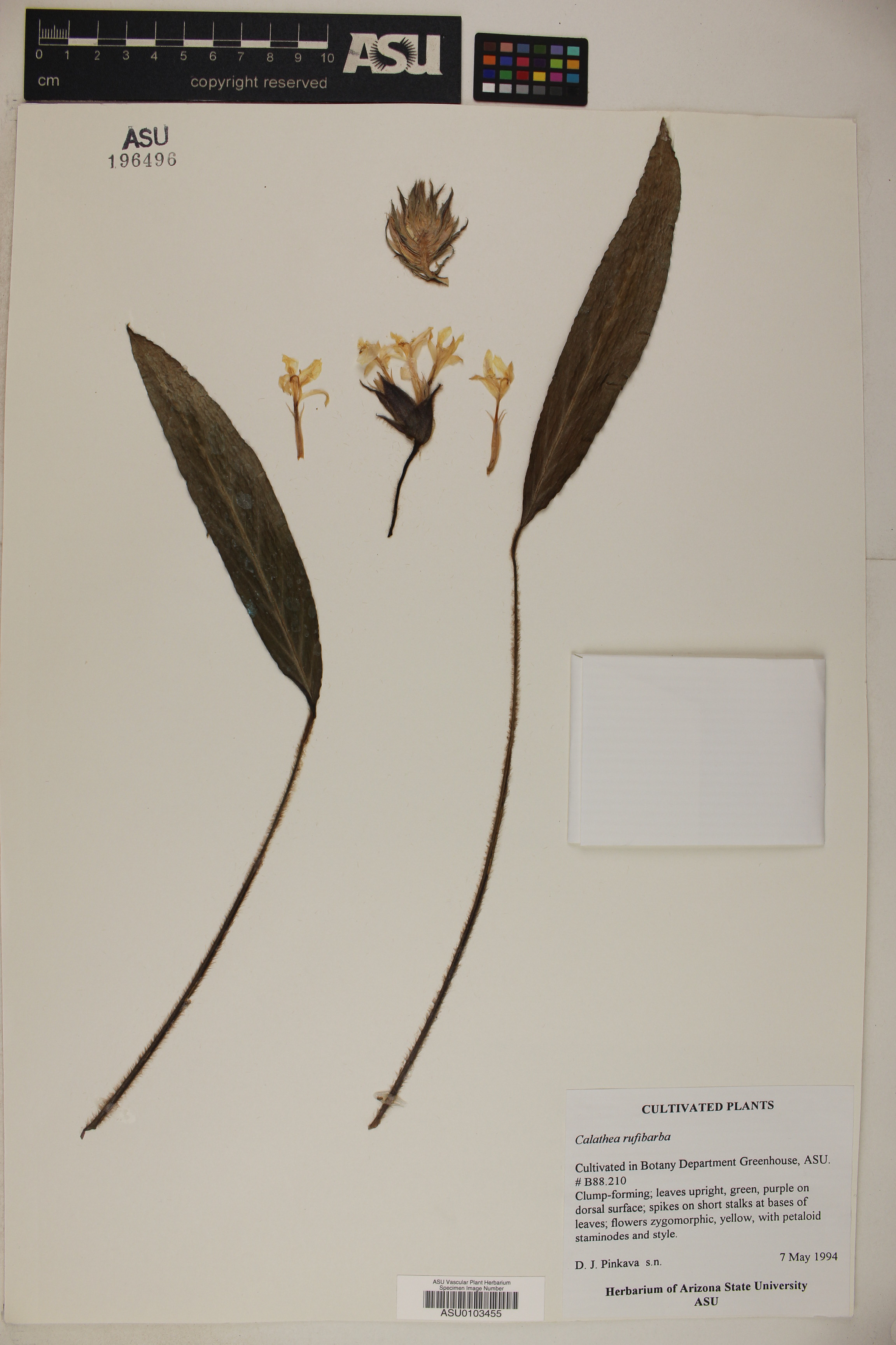 Maranta Velvet Aveludada