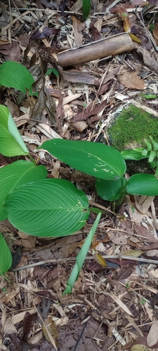 Maranta Tricolor (Fascinator)