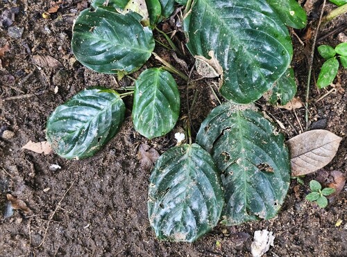 Maranta Tricolor (Fascinator)