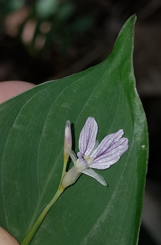Maranta Tricolor (Fascinator)