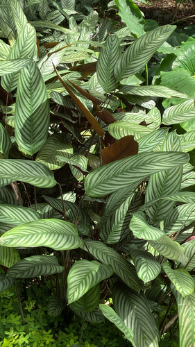 Maranta Cinza Gigante (Ctenanthe)