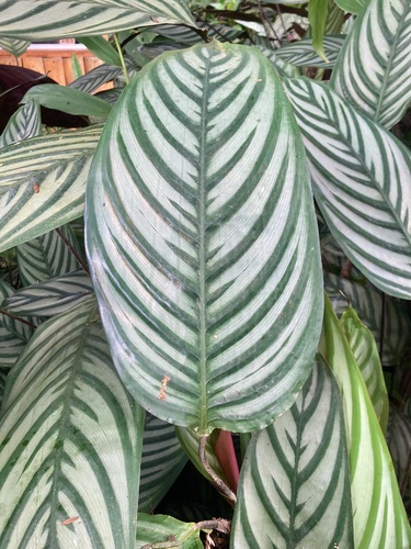 Maranta Cinza Gigante (Ctenanthe)