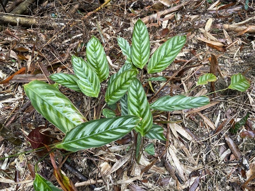 Maranta Cinza Gigante (Ctenanthe)