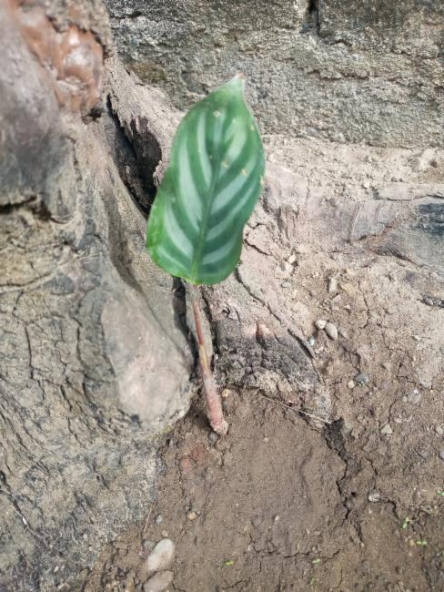 Maranta Setosa (Ctenanthe Setosa)