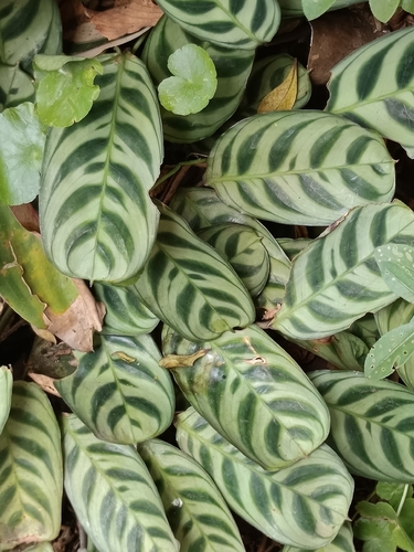 Maranta Burle Marx (Ctenanthe)