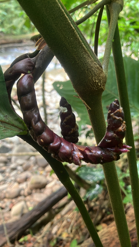 Maranta Burle Marx (Ctenanthe)