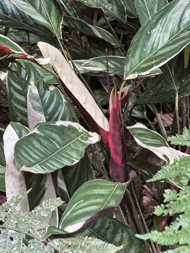 Maranta Burle Marx (Ctenanthe)