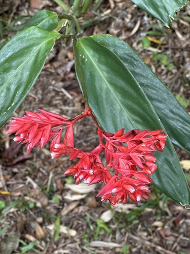 Maranta Triostar Colorida