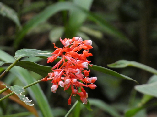 Maranta Triostar Colorida