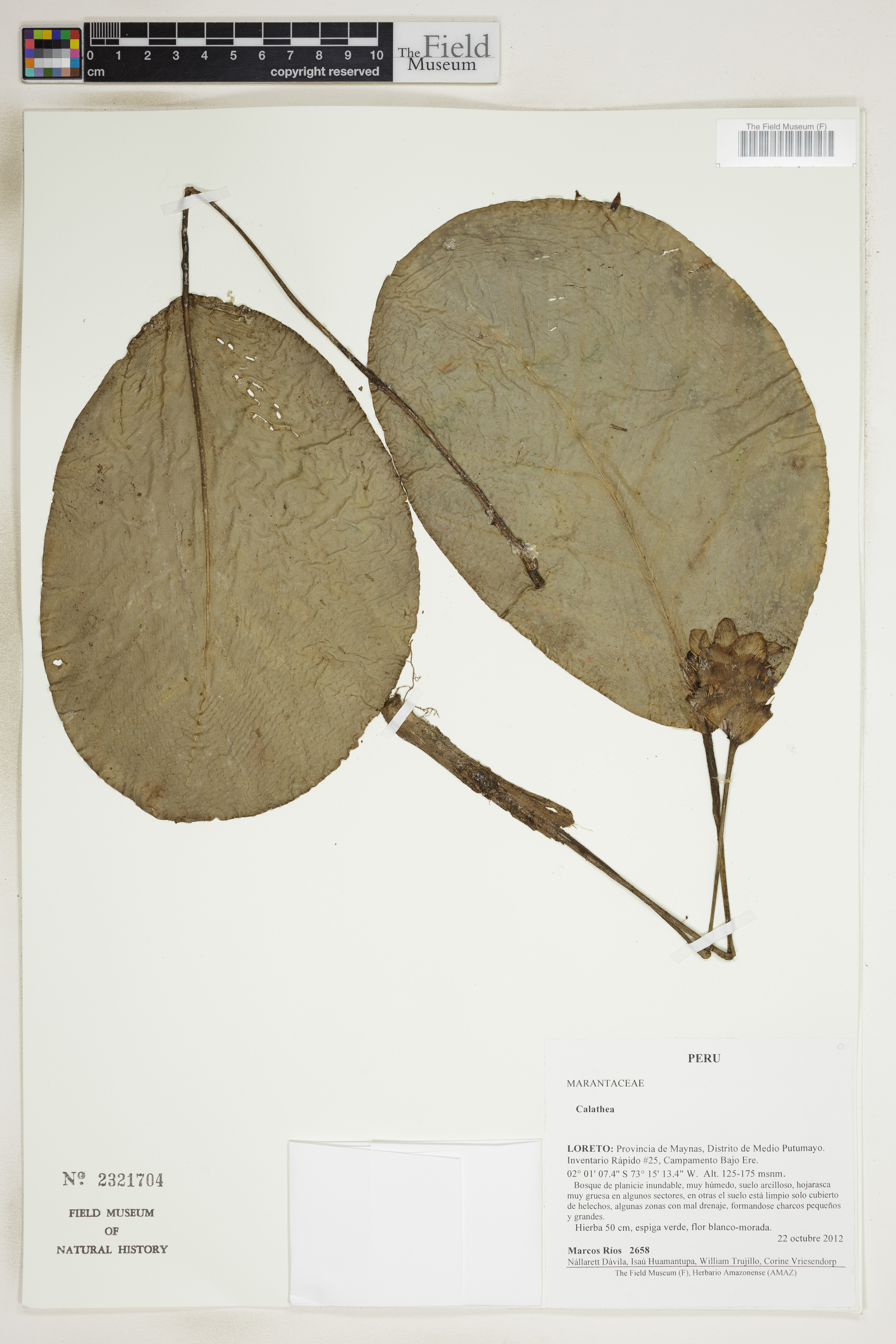 Maranta Medalhão (Roseopicta)