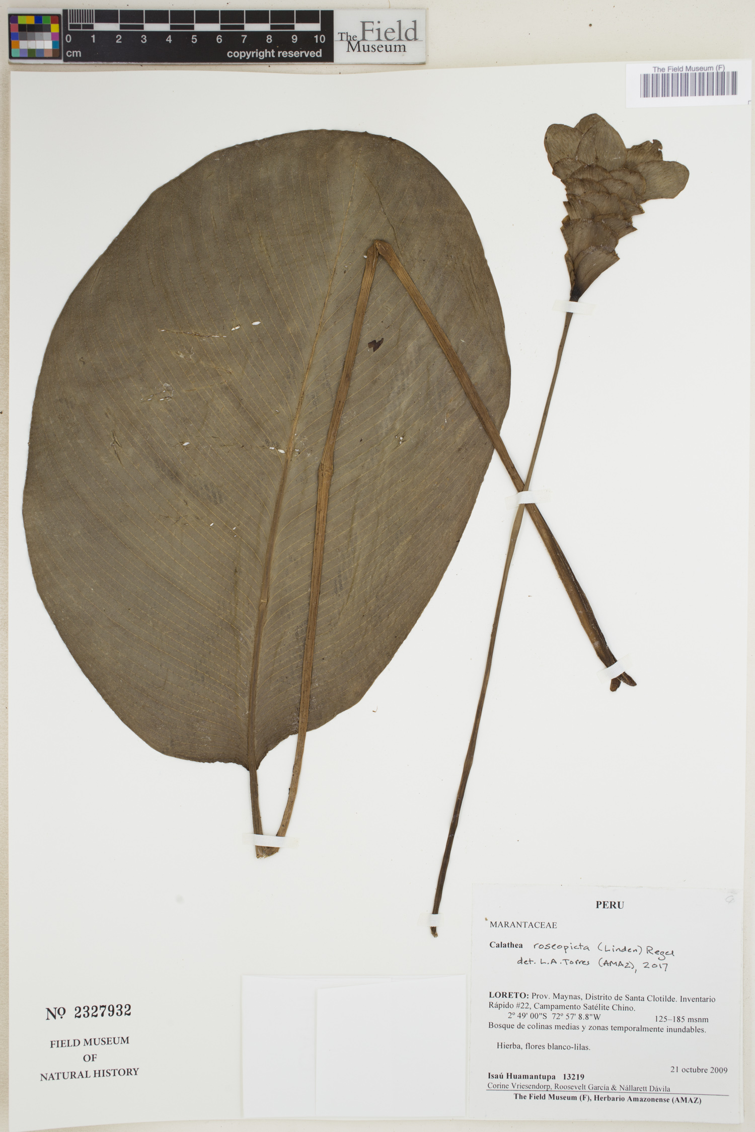 Maranta Medalhão (Roseopicta)