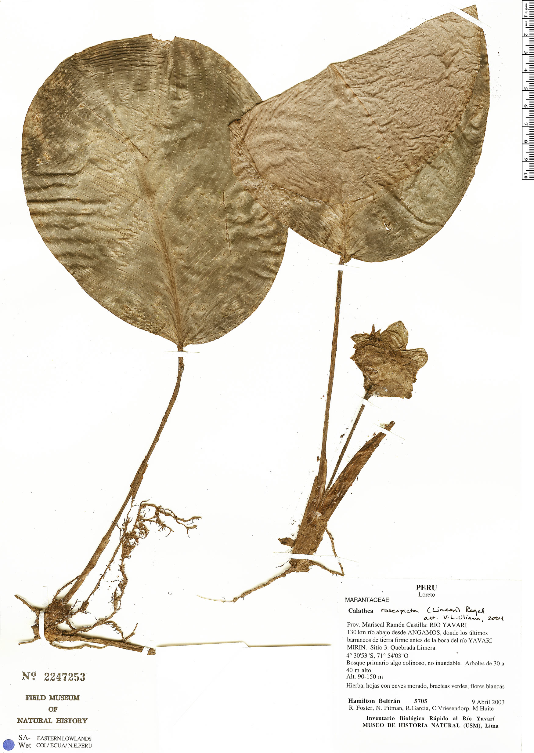 Maranta Medalhão (Roseopicta)