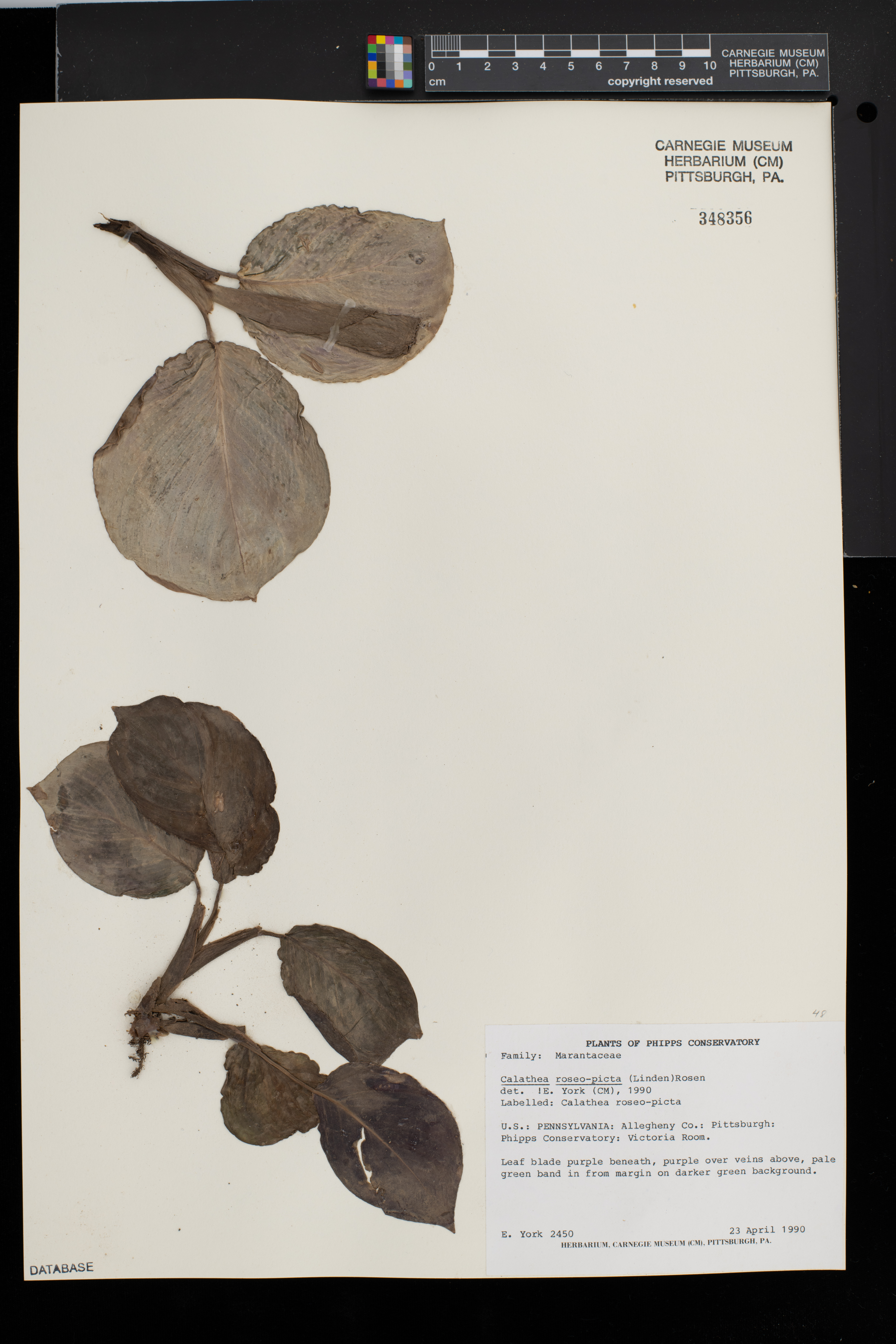 Maranta Medalhão (Roseopicta)