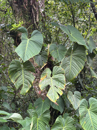Filodendro Espada Prateada