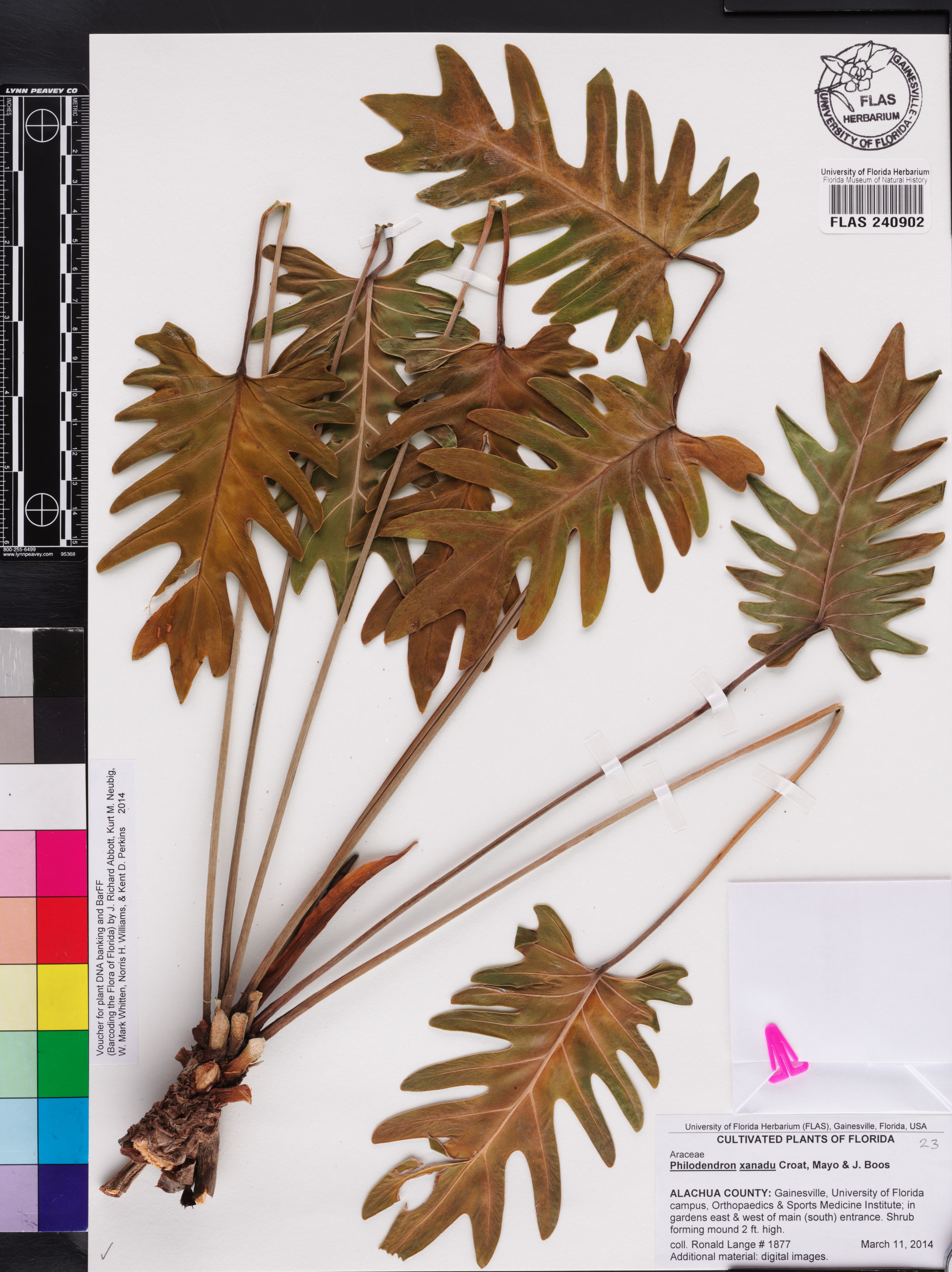 Xanadu (Philodendron xanadu)