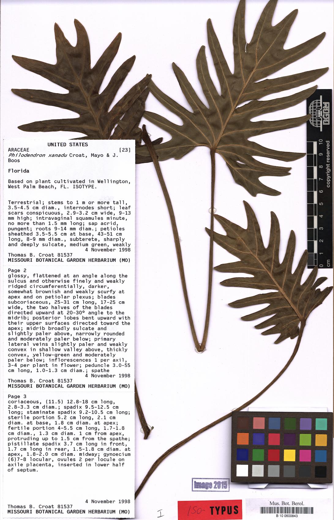 Xanadu (Philodendron xanadu)