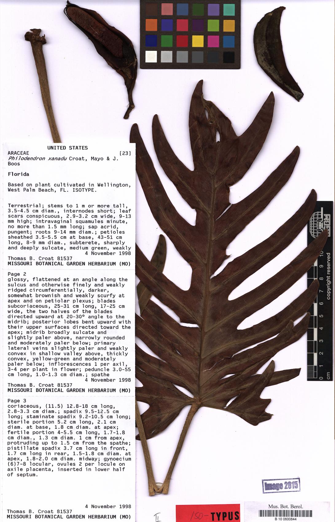 Xanadu (Philodendron xanadu)