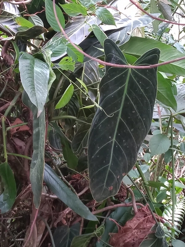 Filodendro Ouro Negro
