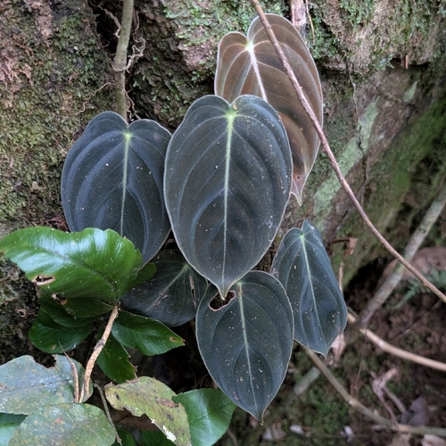 Filodendro Ouro Negro