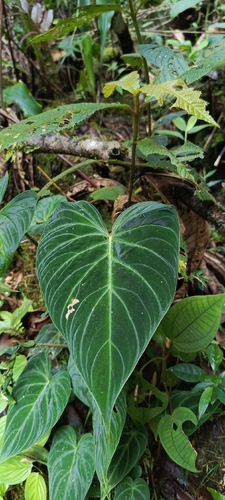 Filodendro Verrucosum Aveludado