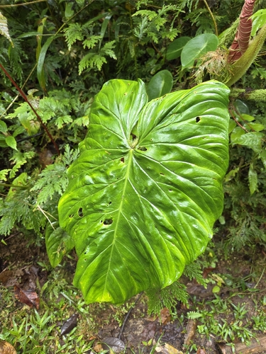 Filodendro Verrucosum Aveludado