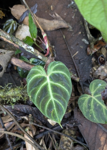 Filodendro Verrucosum Aveludado