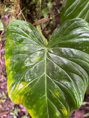 Filodendro Verrucosum Aveludado